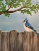 Blue Jay