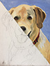 Paint Your Pets