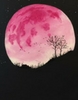 Pink Moon